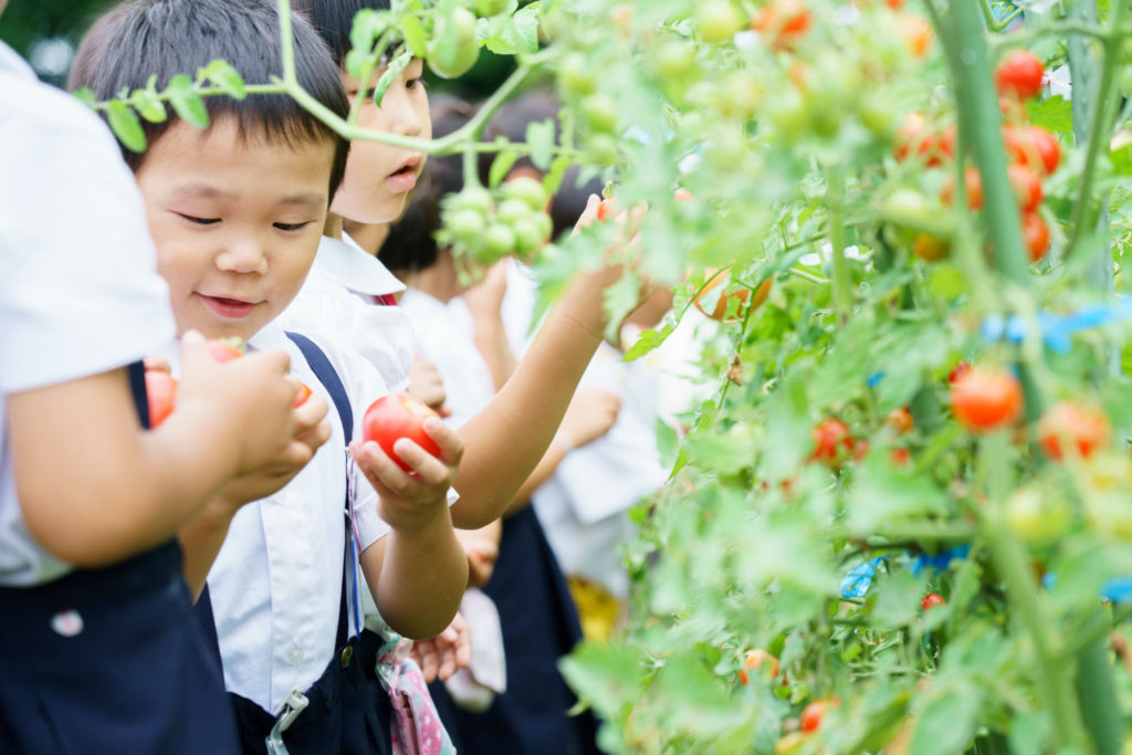 トマトを収穫する子どもたち〈写真〉